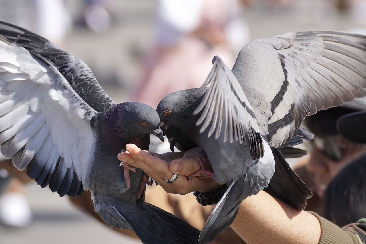 Profilaktyka w opiece nad gołębiami – co jest istotne?